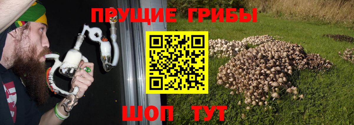 Псилоцибиновые грибы Cubensis Краснокаменск
